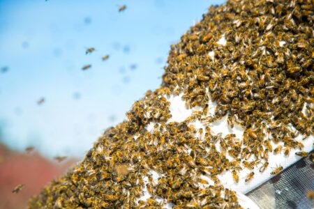 Capturing a Swarm of Honeybees Image